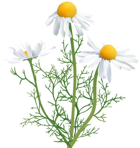 This png image - Camomile Transparent PNG Clip Art, is available for free download