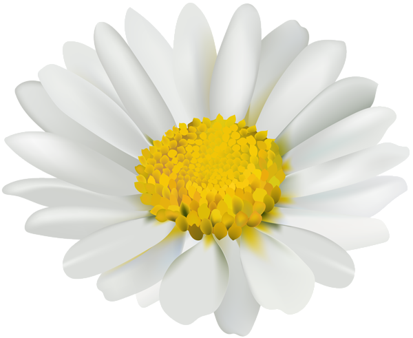 This png image - Chamomile Flower Transparent Clip Art Image, is available for free download