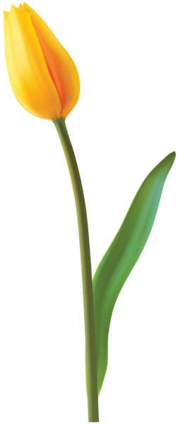 This png image - Closed Yellow Tulip PNG Clip Art Image, is available for free download