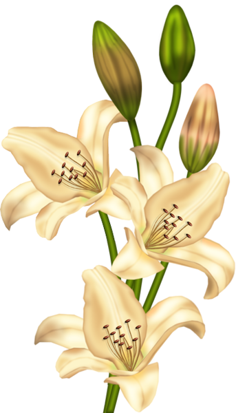 Gallery - Flowers PNG