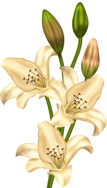 This png image - Cream Lilium Clipart, is available for free download
