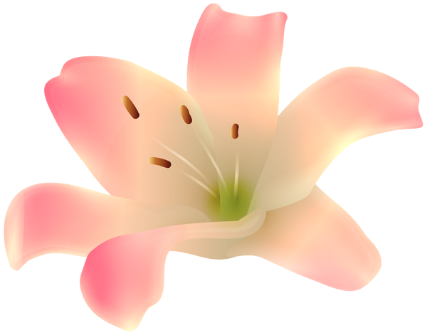 This png image - Cream Lily Flower PNG Transparent Clipart, is available for free download