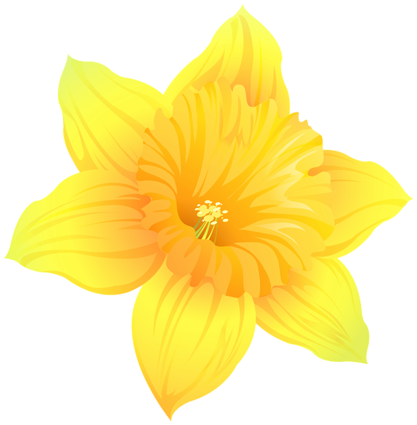 This png image - Daffodil Transparent PNG Clip Art Image, is available for free download