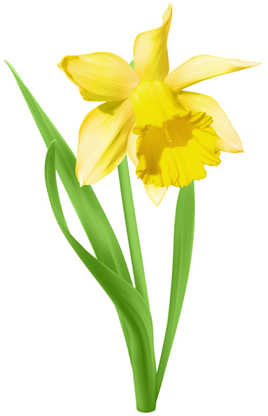 This png image - Daffodil Transparent PNG Clip Art Image, is available for free download