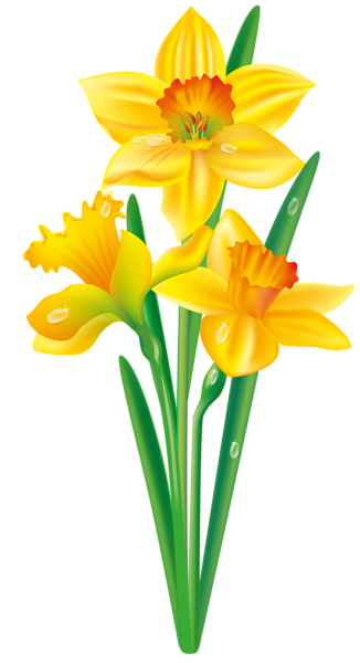 This png image - Daffodils Transparent Image, is available for free download