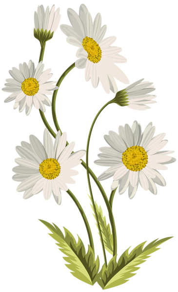 This png image - Daisies Transparent PNG Clip Art Image, is available for free download