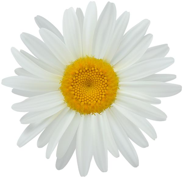 This png image - Daisy Clip Art PNG Image, is available for free download