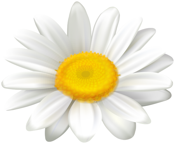 This png image - Daisy Flower Clipart Image, is available for free download
