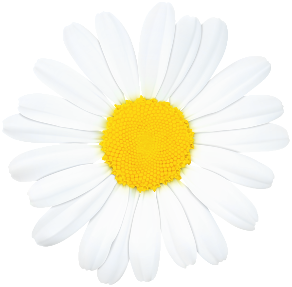 This png image - Daisy Flower PNG Clip Art Image, is available for free download
