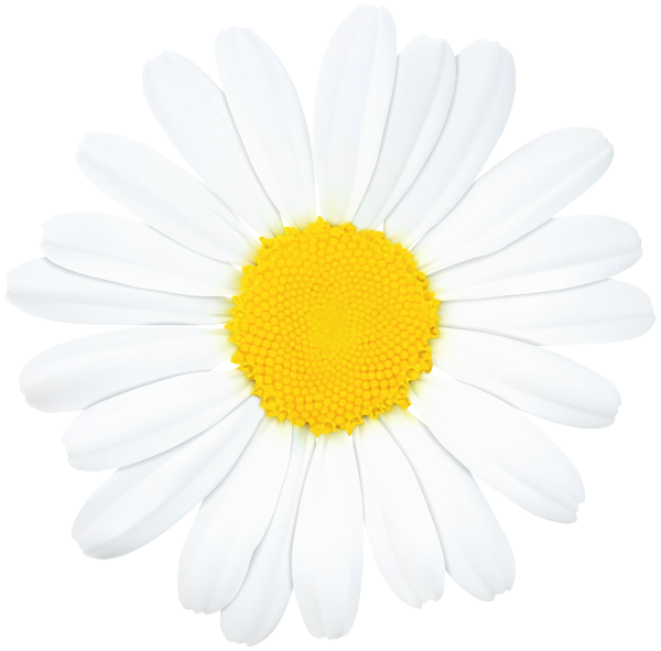 Daisy Flower PNG Clip Art Image | Gallery Yopriceville - High-Quality ...