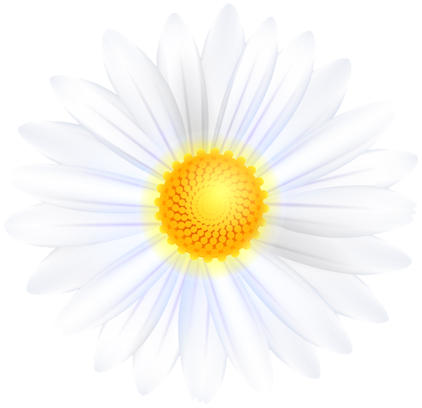 This png image - Daisy Flower PNG Transparent Clipart, is available for free download