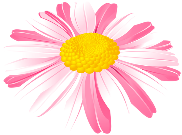 This png image - Daisy Flower Pink PNG Transparent Clipart, is available for free download