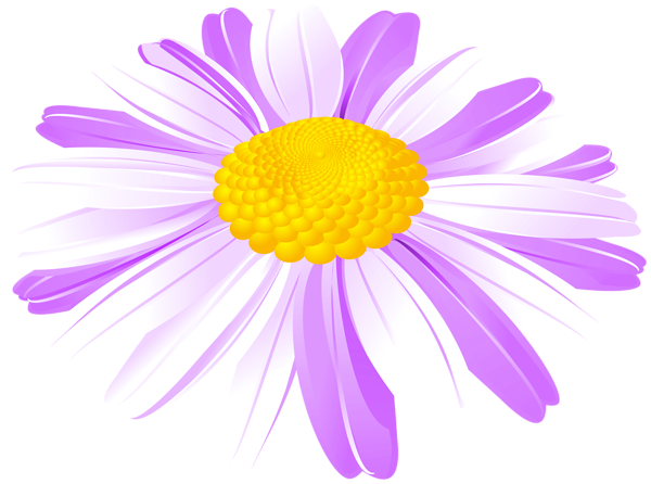 This png image - Daisy Flower Purple PNG Transparent Clipart, is available for free download