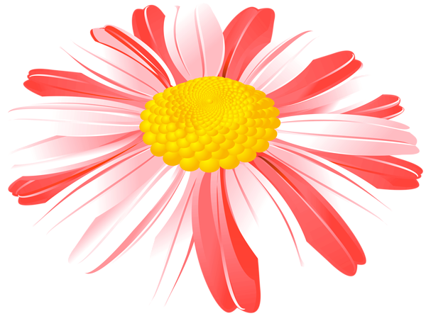 This png image - Daisy Flower Red PNG Transparent Clipart, is available for free download