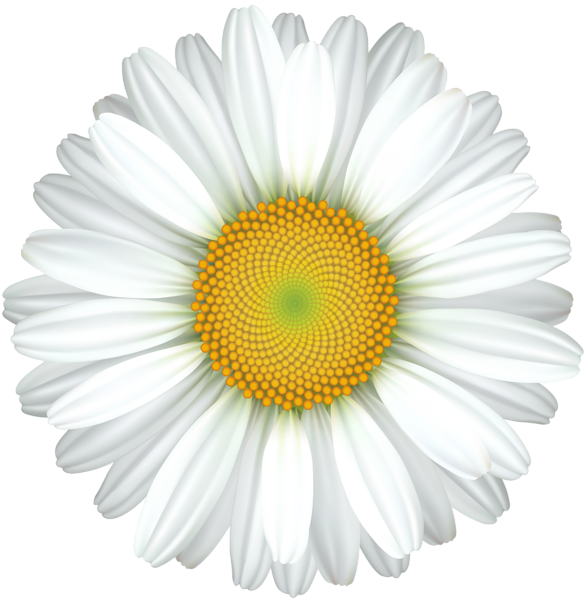This png image - Daisy Flower Transparent Clip Art Image, is available for free download