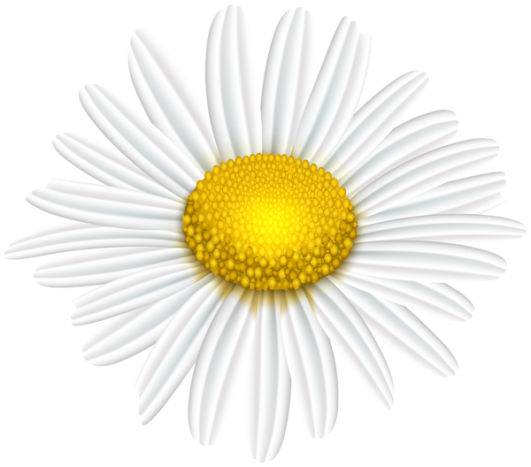 This png image - Daisy Flower Transparent Image, is available for free download