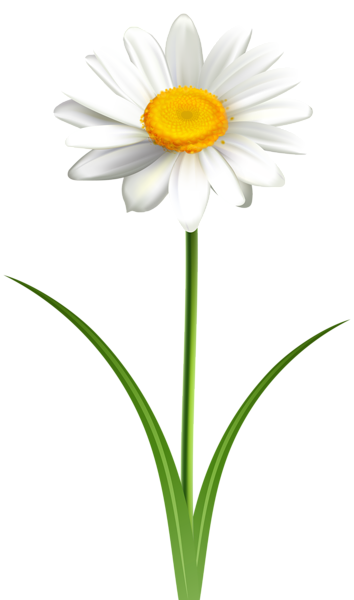 This png image - Daisy Flower Transparent PNG Clip Art Image, is available for free download