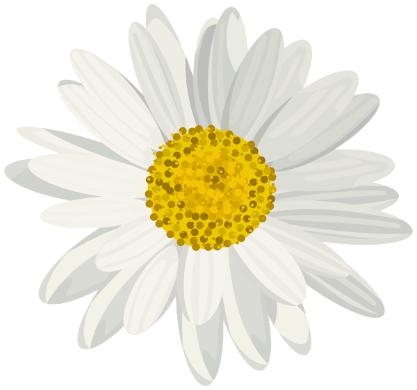 Daisy PNG Clip Art Image | Gallery Yopriceville - High-Quality Images