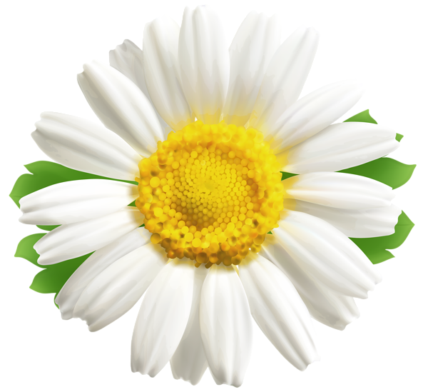This png image - Daisy PNG Clipart Image, is available for free download