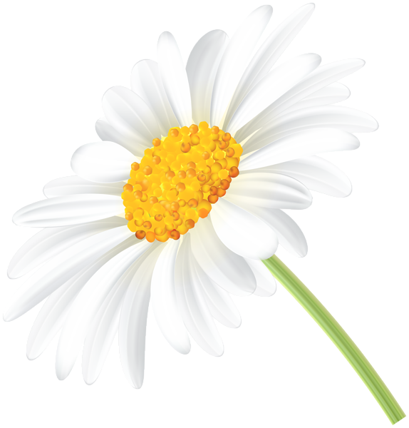 This png image - Daisy Transparent Clip Art PNG Image, is available for free download