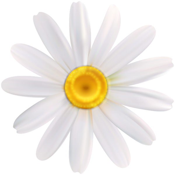 This png image - Daisy White Flower PNG Clipart, is available for free download