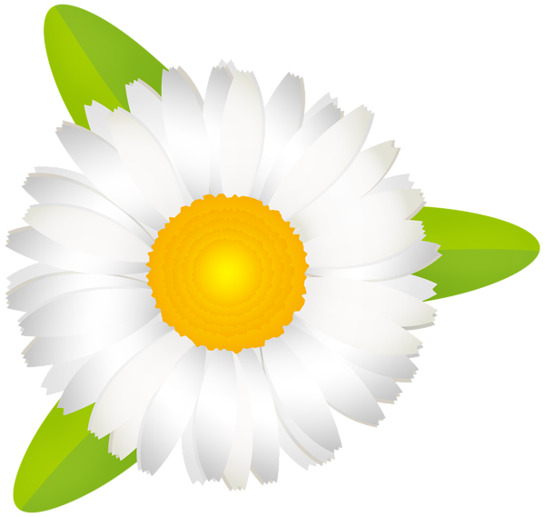 This png image - Daisy White PNG Transparent Clipart, is available for free download