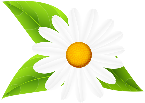 This png image - Daisy with Leaves Transparent Clip Art, is available for free download