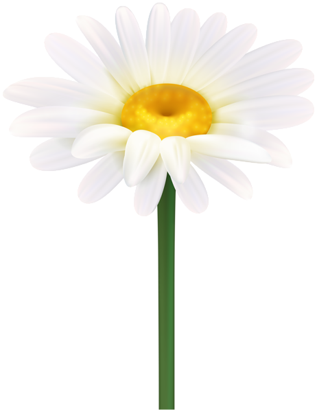 This png image - Daisy with Steam PNG Clipart, is available for free download