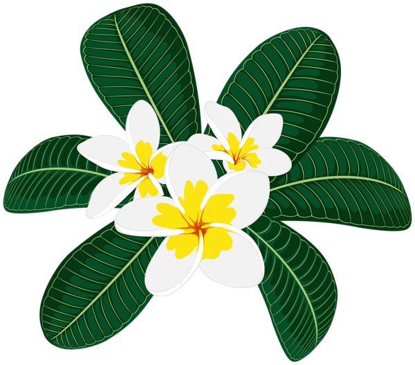 This png image - Decorative Plumeria Transparent Image, is available for free download