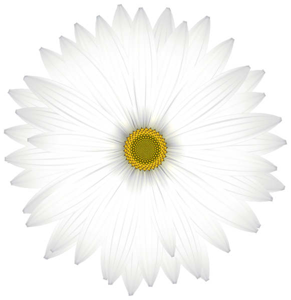 This png image - Delicate White Daisy Transparent PNG Clip Art Image, is available for free download