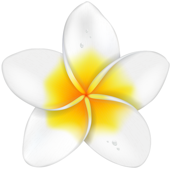This png image - Exotic Flower Plumeria PNG Clip Art Image, is available for free download