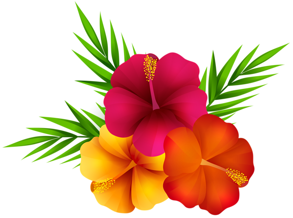 This png image - Exotic Flowers PNG Clip Art Image, is available for free download