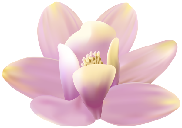 This png image - Exotic Orchid PNG Transparent Clipart, is available for free download