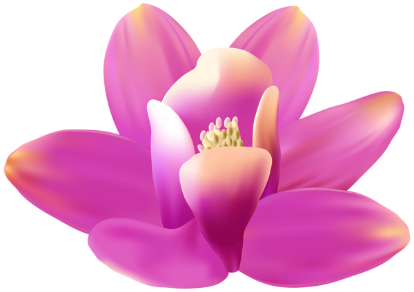 This png image - Exotic Orchid Pink PNG Transparent Clipart, is available for free download