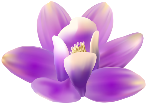 This png image - Exotic Orchid Purple PNG Transparent Clipart, is available for free download