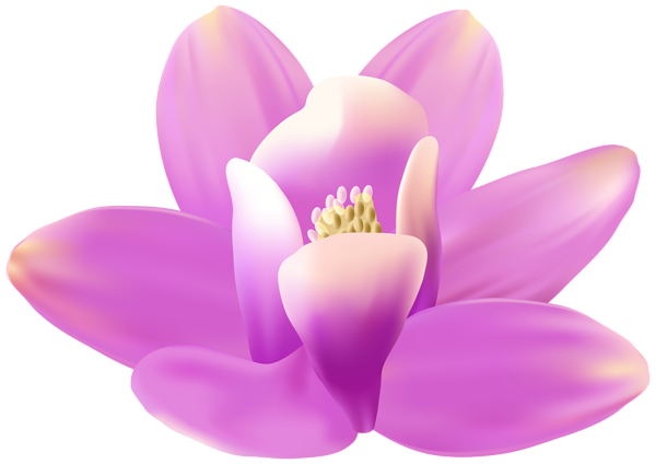 This png image - Exotic Orchid Soft Pink PNG Transparent Clipart, is available for free download