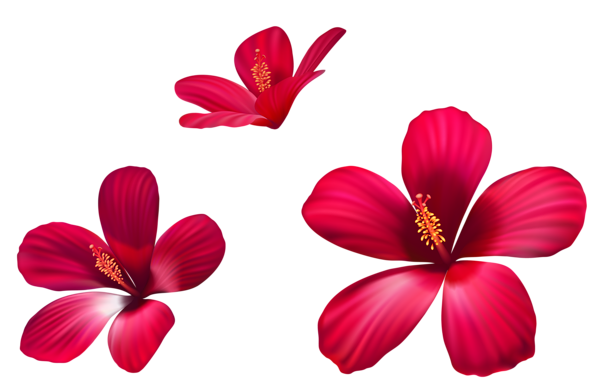 This png image - Exotic Pink Flowers PNG Clipart Image, is available for free download
