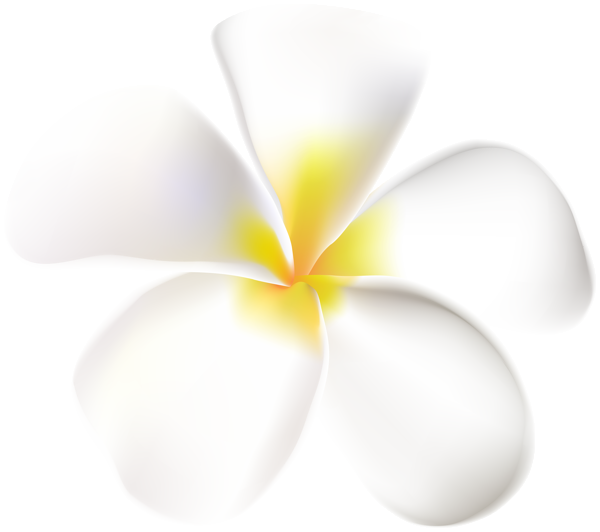 This png image - Exotic Plumeria Flower PNG Clipart , is available for free download