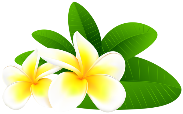 This png image - Exotic Plumeria PNG Clip Art Image, is available for free download