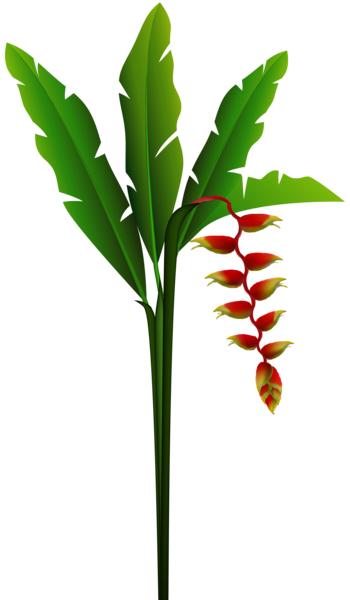 This png image - Exotic Red Tropical Flower PNG Clip Art Image, is available for free download