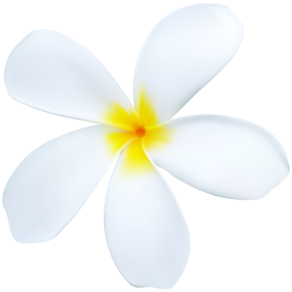 This png image - Exotic White Flower PNG Transparent Clipart, is available for free download