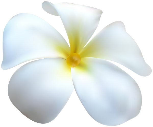 This png image - Exotic White Flower Transparent Clip Art, is available for free download