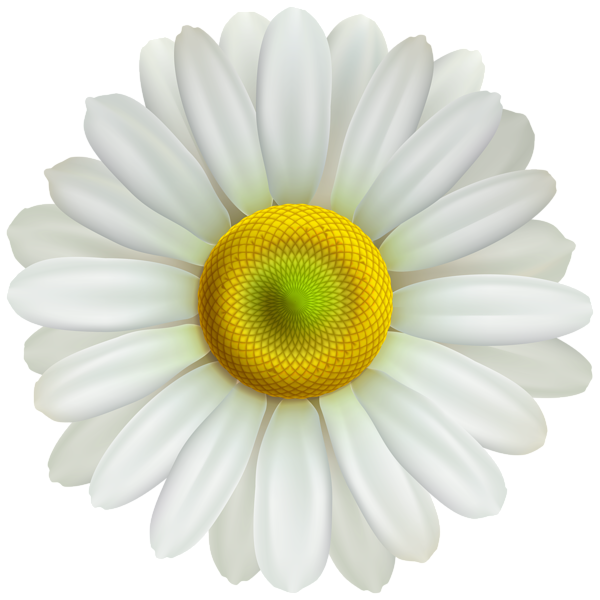 This png image - Flower Daisy Transparent PNG Clip Art Image, is available for free download