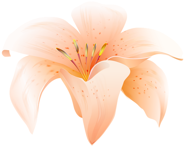 This png image - Flower Lilium Orange PNG Clipart, is available for free download