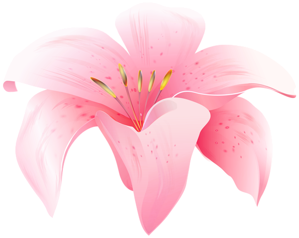 This png image - Flower Lilium Pink PNG Clipart, is available for free download