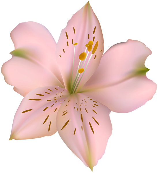 This png image - Flower Lilium Pink PNG Clipart, is available for free download