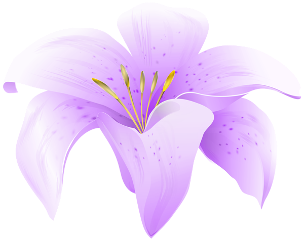 This png image - Flower Lilium Purple PNG Clipart, is available for free download