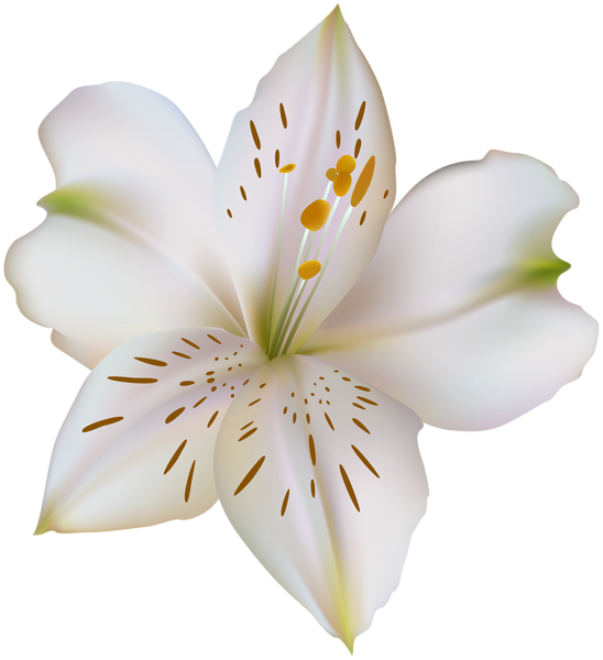 This png image - Flower Lilium White PNG Clipart, is available for free download