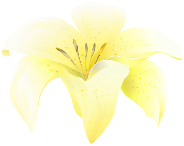 This png image - Flower Lilium Yellow PNG Clipart, is available for free download