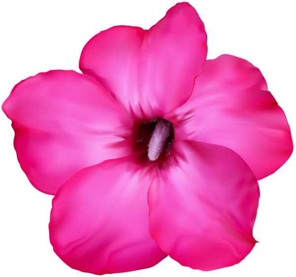 This png image - Flower Pink Clip Art PNG Image, is available for free download